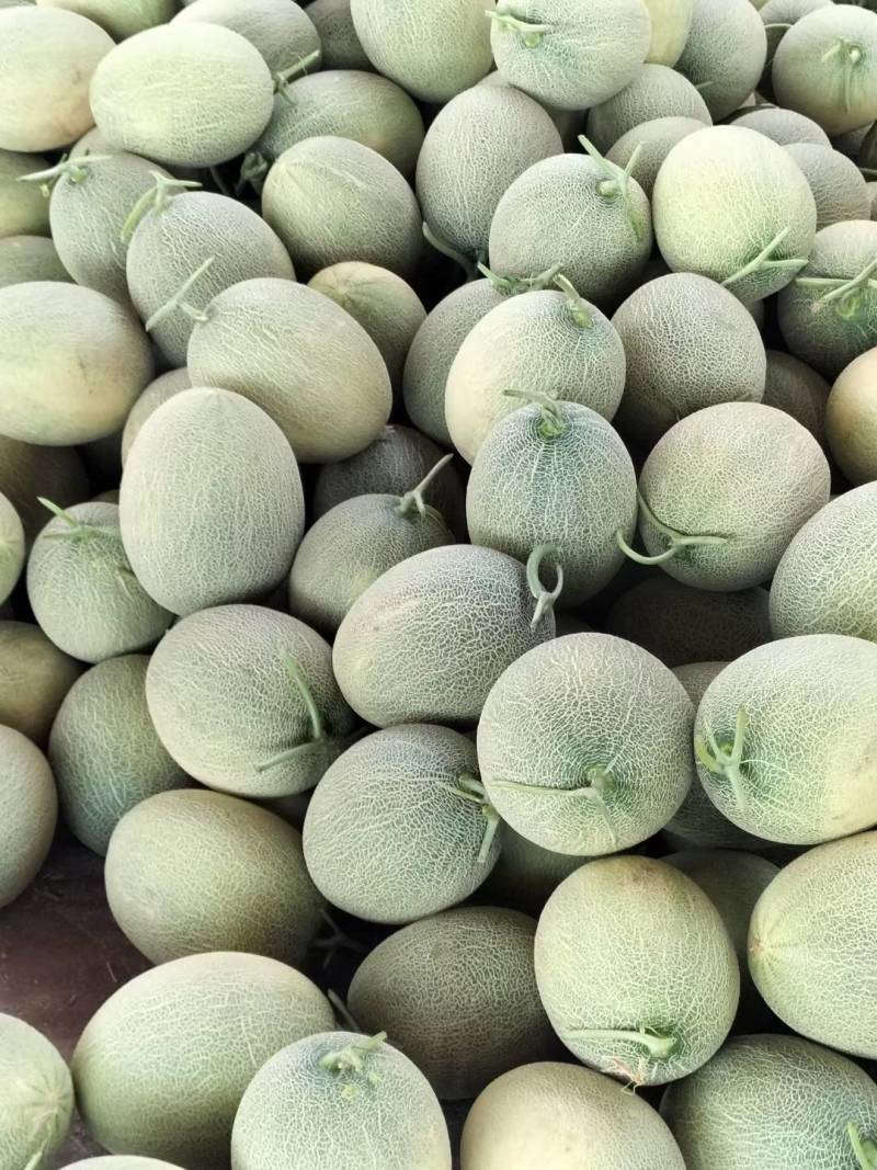 海南乐东小密25号大量上市口感脆糖度高质量三保