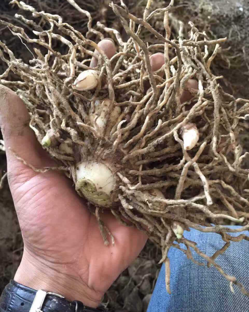 长期供应白芨品质保证量大从优24小时在线服务随时满足您的需求
