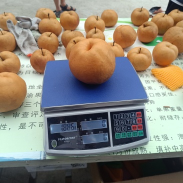 重庆，奉节的晚秋梨上市了，又名奉渝梨，个大皮溥，唐度高