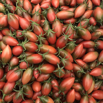 小番茄圣女果子弹头千亩基地直供稳定发货可对接