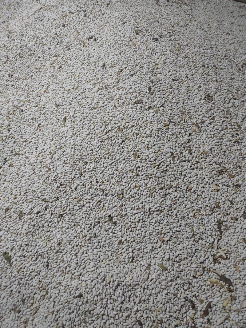 山西芸豆晋北白芸豆红黑豆山西小杂粮价格便宜欢迎咨询