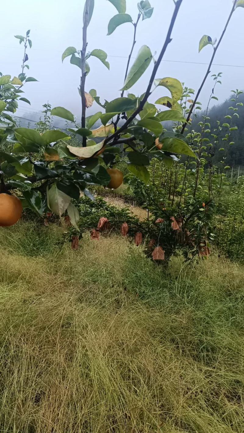 重庆，奉节的晚秋梨上市了，又名奉渝梨，个大皮溥，唐度高