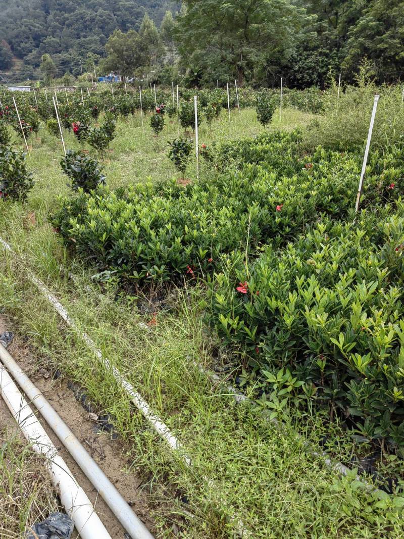 四季杜鹃茶小苗，有几千棵，5块一棵出地价，要的联系