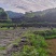 牛尾菜改良品种两年苗(注：不是野生品种苗)