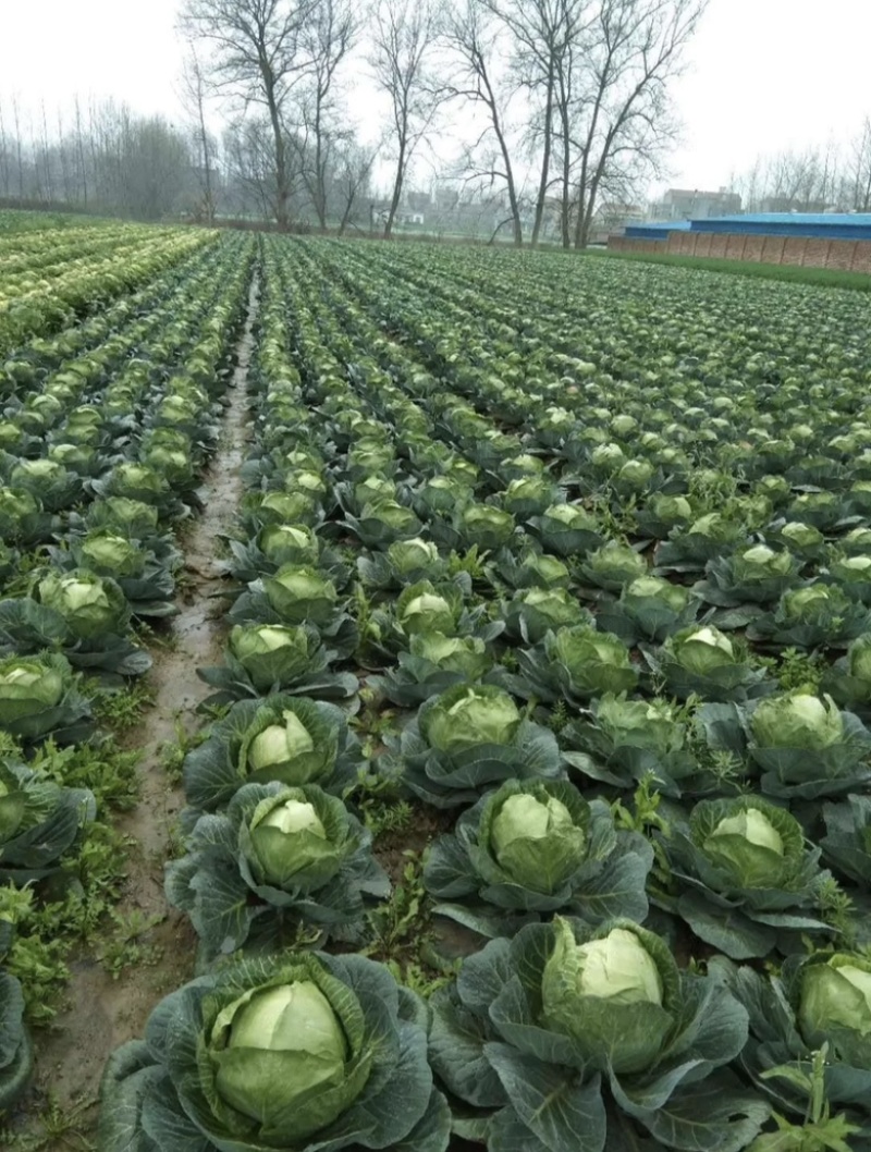 【实力】精品甘蓝圆包菜大量新鲜供应，以质论价欢迎来电洽谈