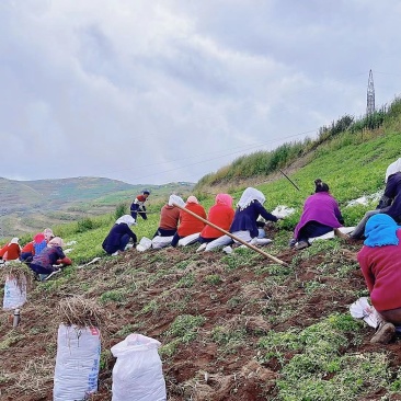 急需钱，便宜处理当归苗子，甘肃岷县禾驮领锣山