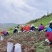 急需钱，便宜处理当归苗子，甘肃岷县禾驮领锣山
