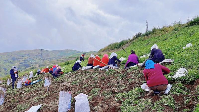 急需钱，便宜处理当归苗子，甘肃岷县禾驮领锣山
