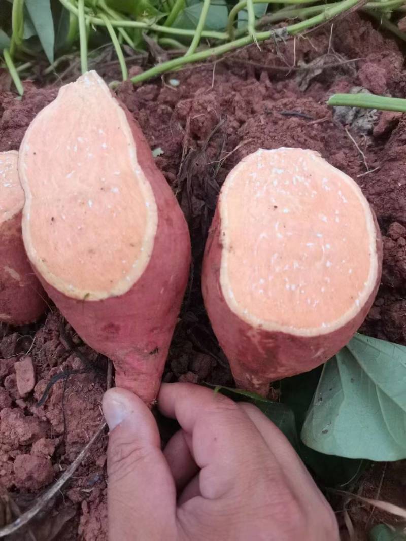 西瓜红红薯基地出货现货软糯香甜无虫无烂