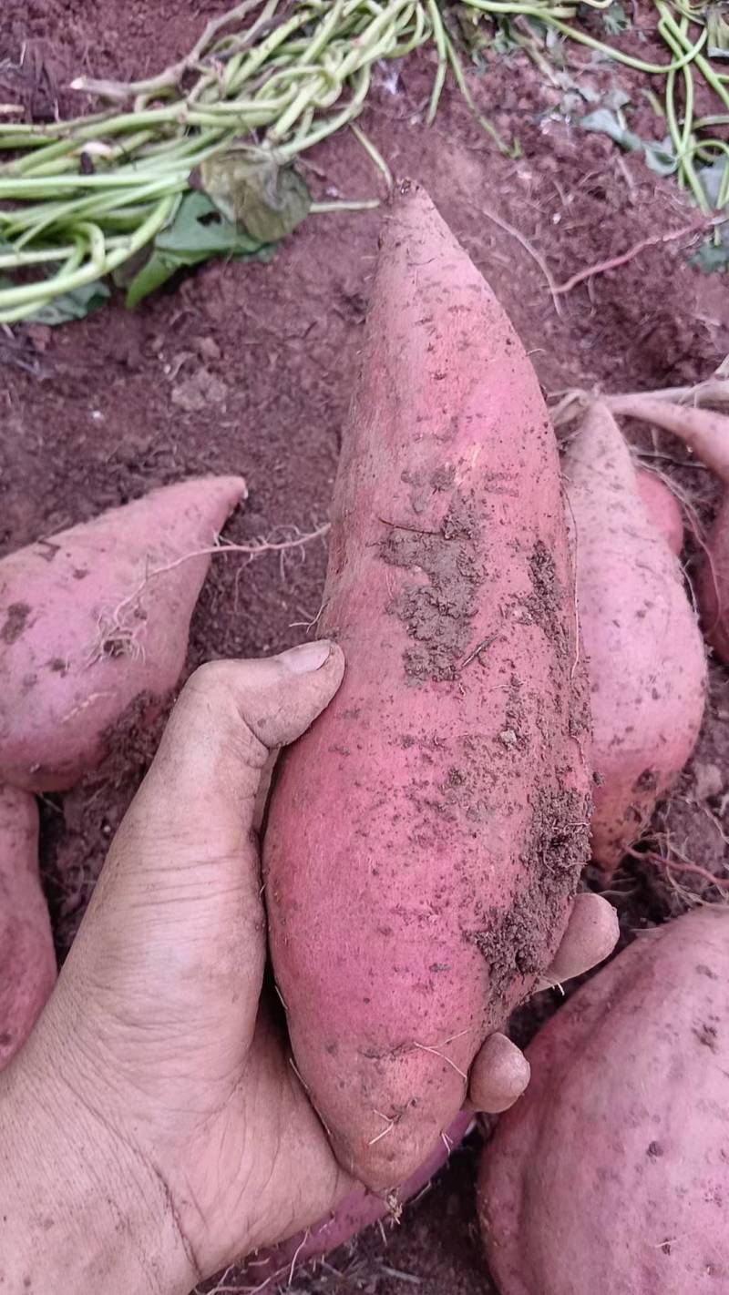 西瓜红红薯基地出货现货软糯香甜无虫无烂