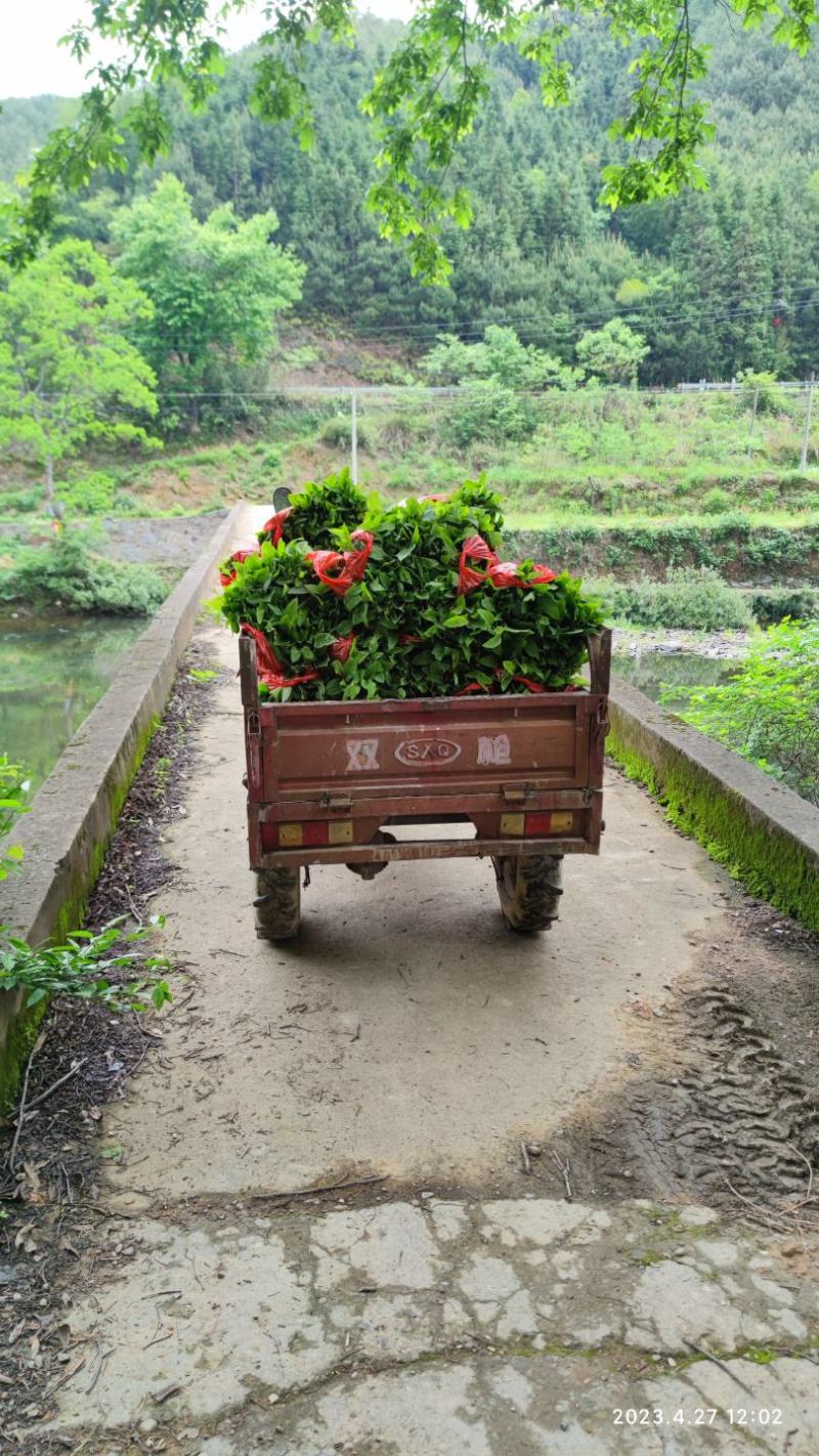 牛尾菜改良品种三年苗（注：不是野生品种苗）