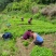 牛尾菜改良品种三年苗(注:不是野生品种苗)