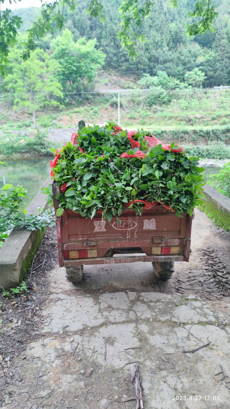 牛尾菜改良品种三年苗（注：不是野生品种苗）