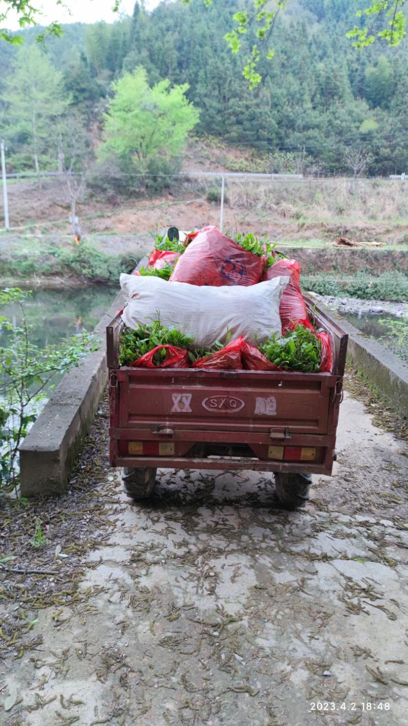 牛尾菜改良品种三年苗（注：不是野生品种苗）