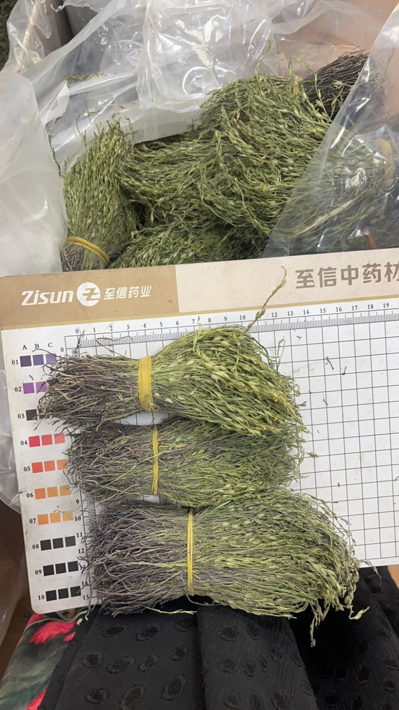 A野生独角金一手货源品质保障大量现货供应欢迎咨询