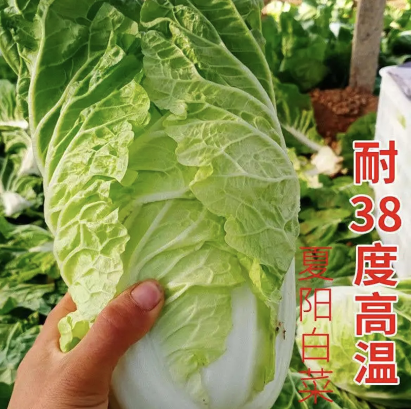 【实力】河南夏阳白菜大量新鲜供应，价格公道对接全国批发