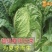 【实力】河南夏阳白菜大量新鲜供应,价格公道对接全国批发