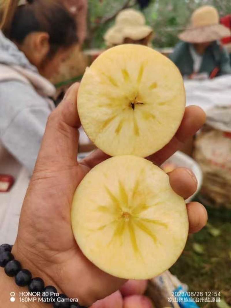 四川苹果丑苹果凉山苹果红星苹果产地代办大量上市