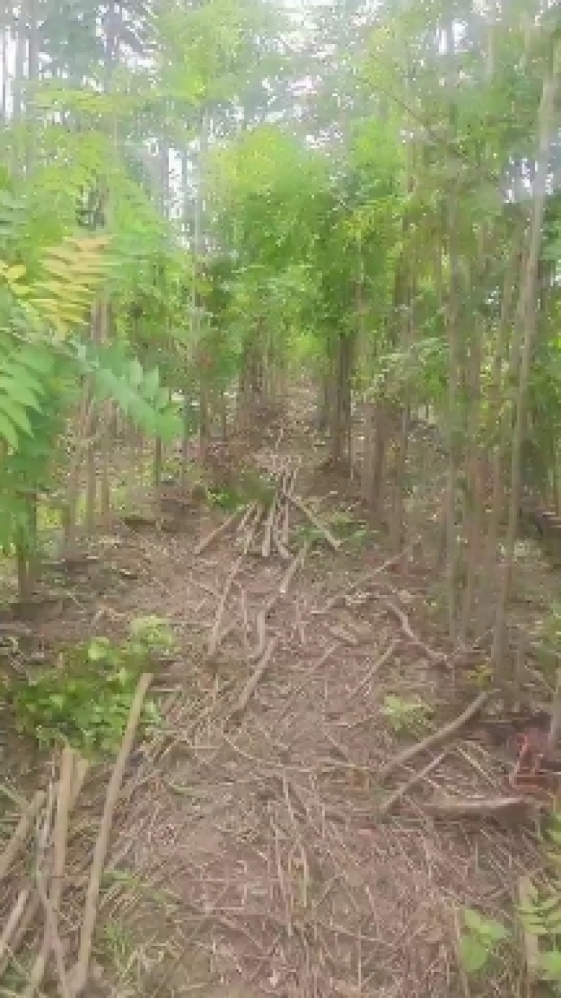 河南省太康县广友种植专业合作社万亩栾树（南栾）基地