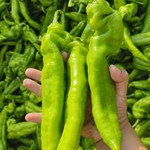 大棚种植，精美新鲜大辣椒301大量上市中欢迎。