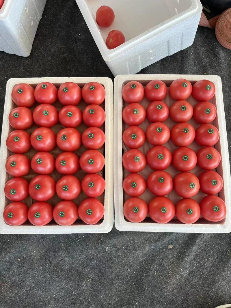 【精品硬粉西红柿】四川米易硬粉番茄一手货源产地直发