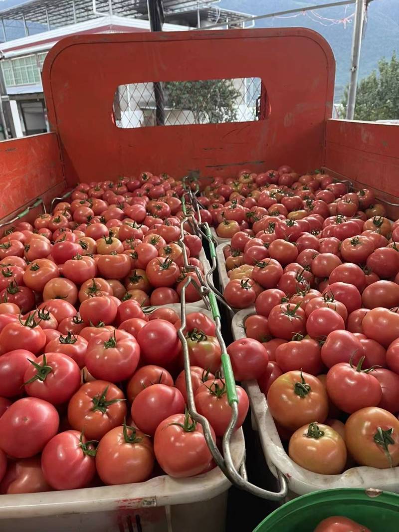 【精品硬粉西红柿】四川米易硬粉番茄一手货源产地直发