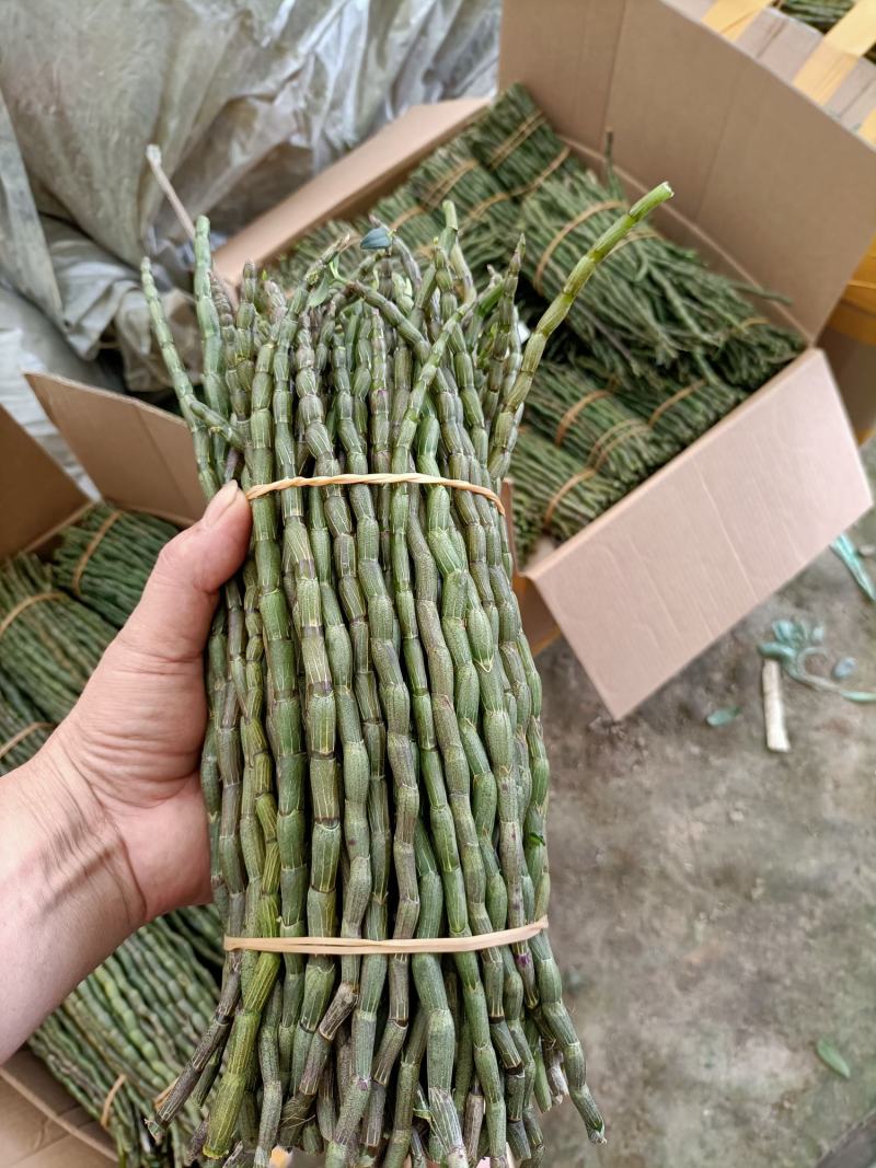 云南高原特色铁皮石斛鲜条大量上市，基地发货