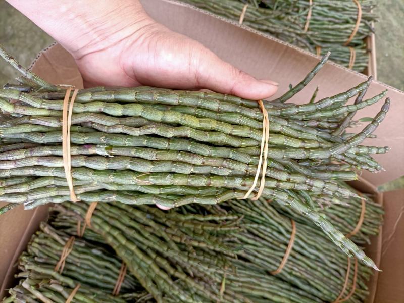 云南高原特色铁皮石斛鲜条大量上市，基地发货