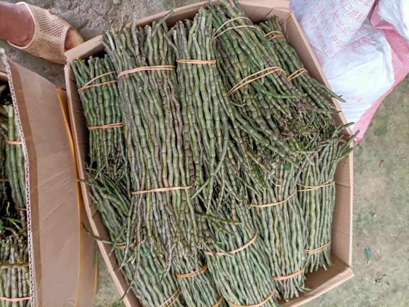 云南高原特色铁皮石斛鲜条大量上市，基地发货