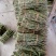 云南高原特色铁皮石斛鲜条大量上市，基地发货