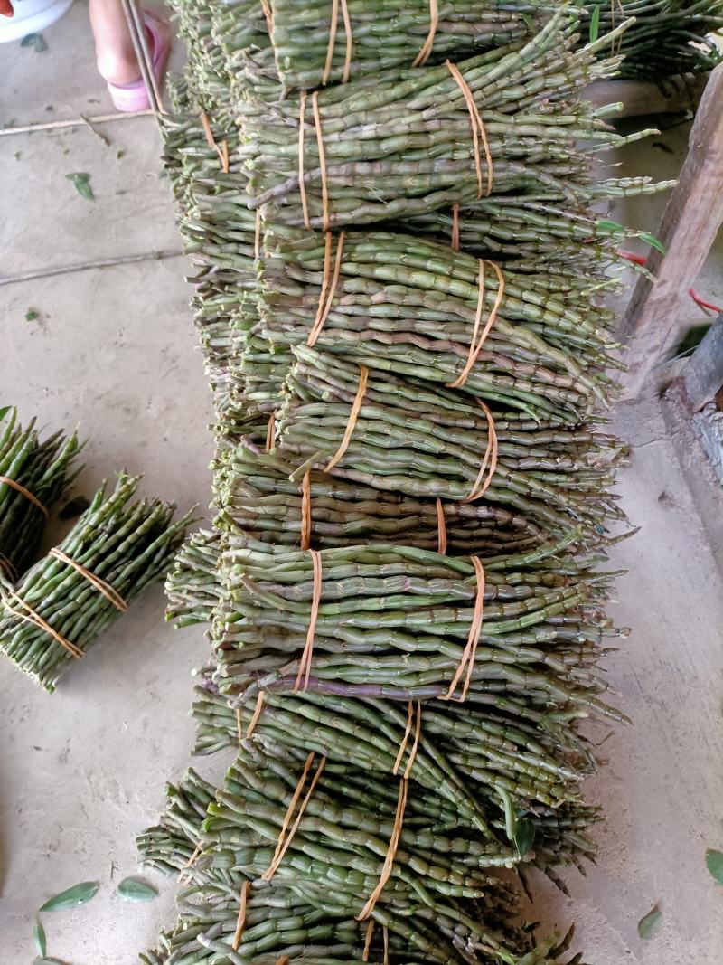 云南高原特色铁皮石斛鲜条大量上市，基地发货