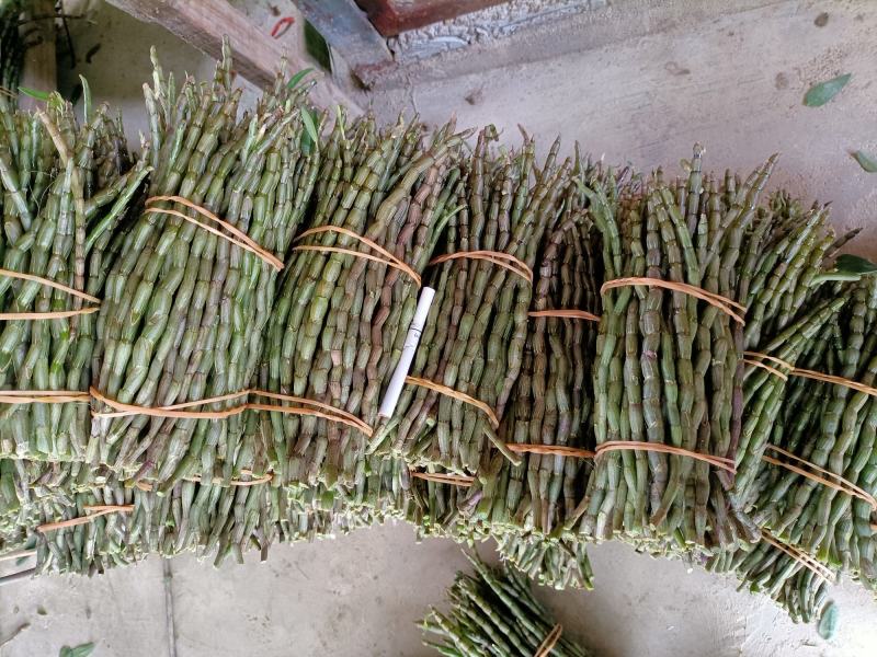 云南高原特色铁皮石斛鲜条大量上市，基地发货