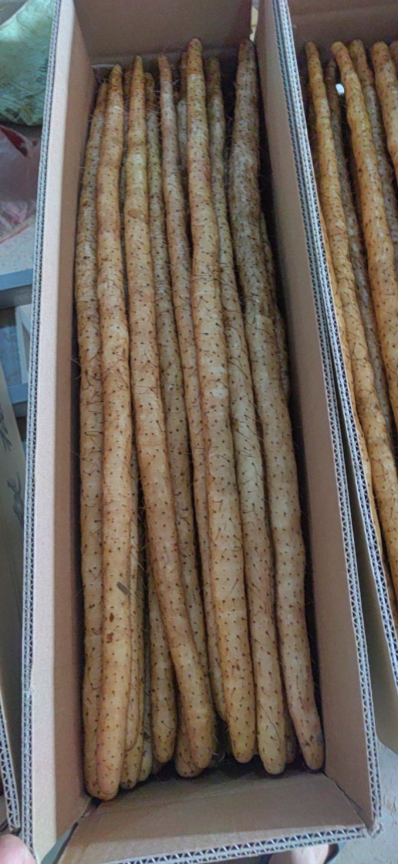 河北安平小白嘴山药大量供应产地直发保质保量各种规格对接