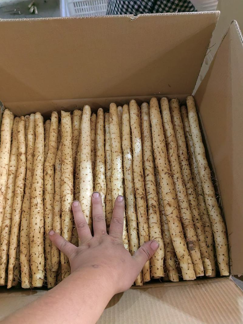 河北安平小白嘴山药大量供应产地直发保质保量各种规格对接
