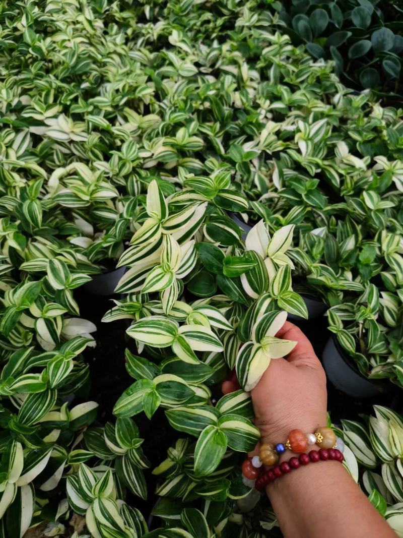 碧玉，墨玉，绿植花卉，观叶植物，伟荣花卉苗木基地