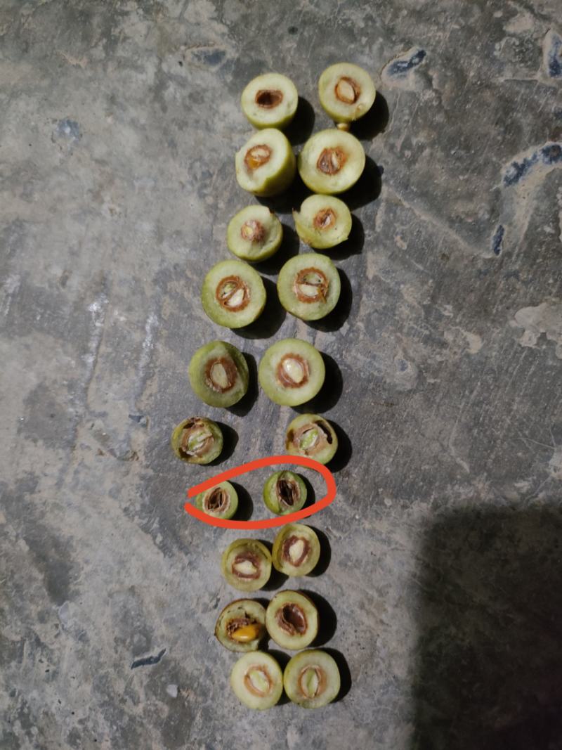 甘肃原生野酸枣仁，常年大量购销