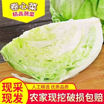 甘蓝、圆包菜、莲花白、产地现砍现发、欢迎实地考察视频看货