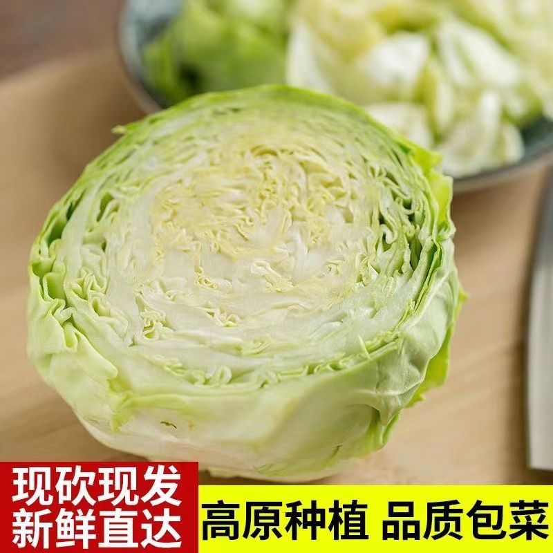 甘蓝、圆包菜、莲花白、产地现砍现发、欢迎实地考察视频看货
