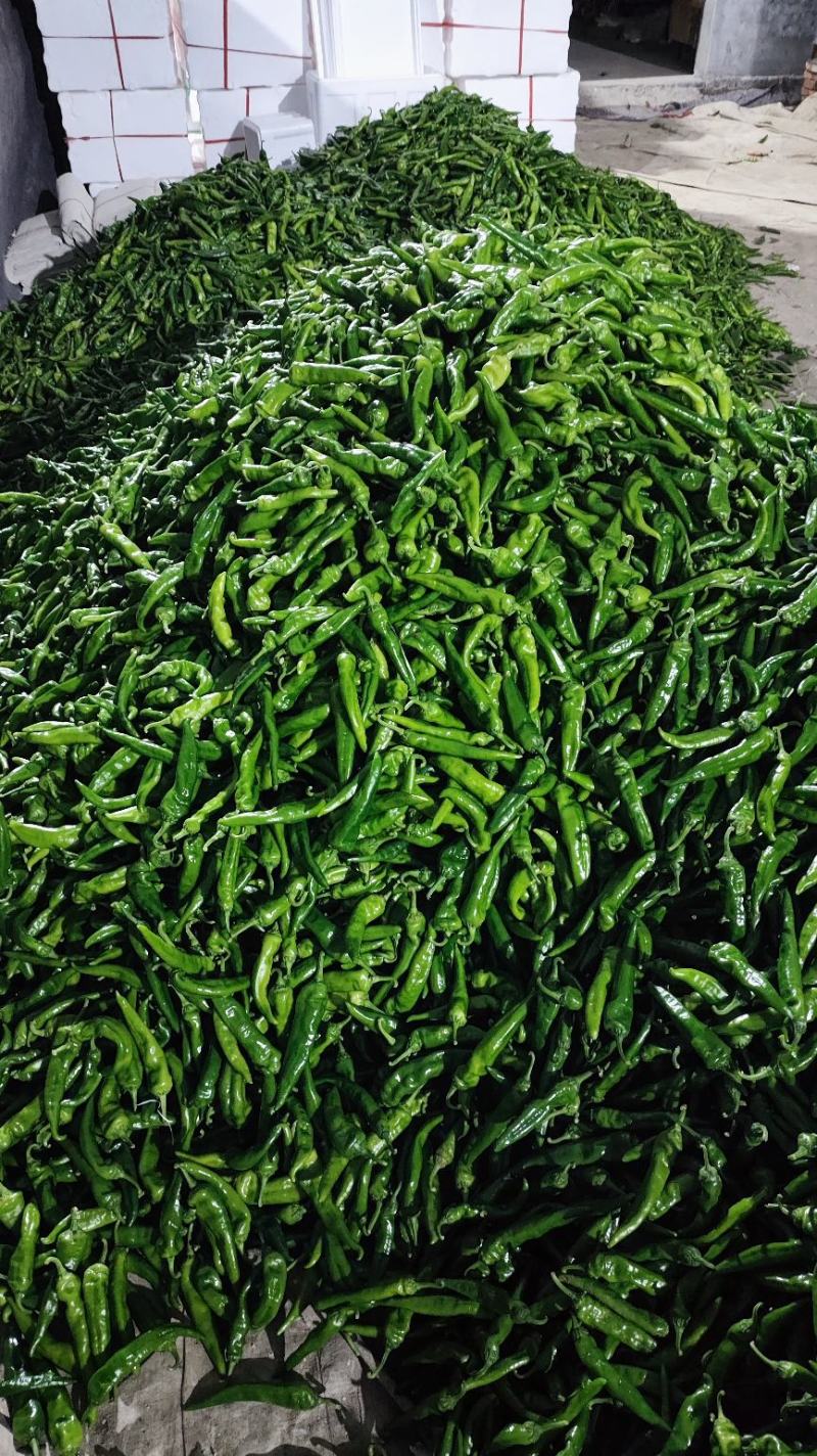 辣妹子大量有货山东优质辣椒鲜辣椒货源充足，色泽鲜亮