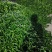 辣妹子大量有货山东优质辣椒鲜辣椒货源充足，色泽鲜亮