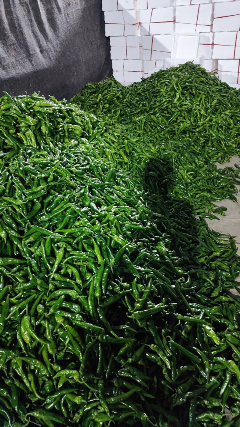 辣妹子大量有货山东优质辣椒鲜辣椒货源充足，色泽鲜亮