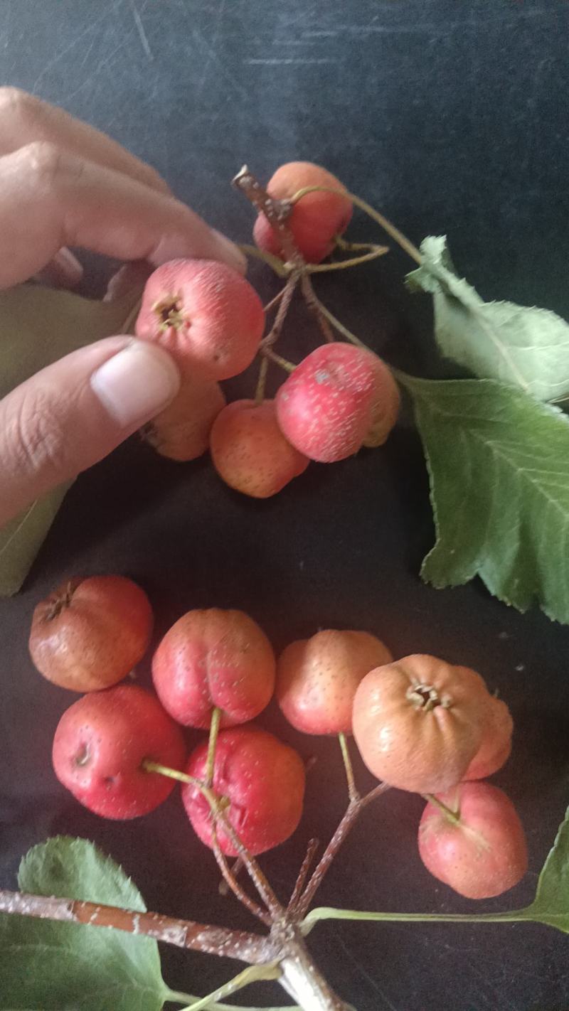 山楂大货各种规格