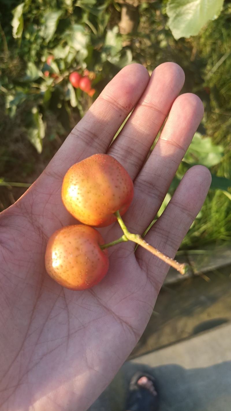 山楂大货各种规格