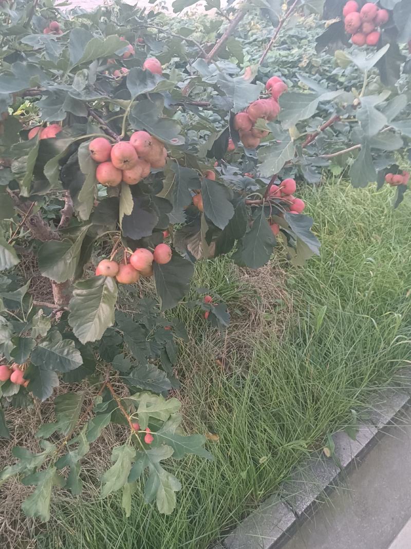 山楂大货各种规格