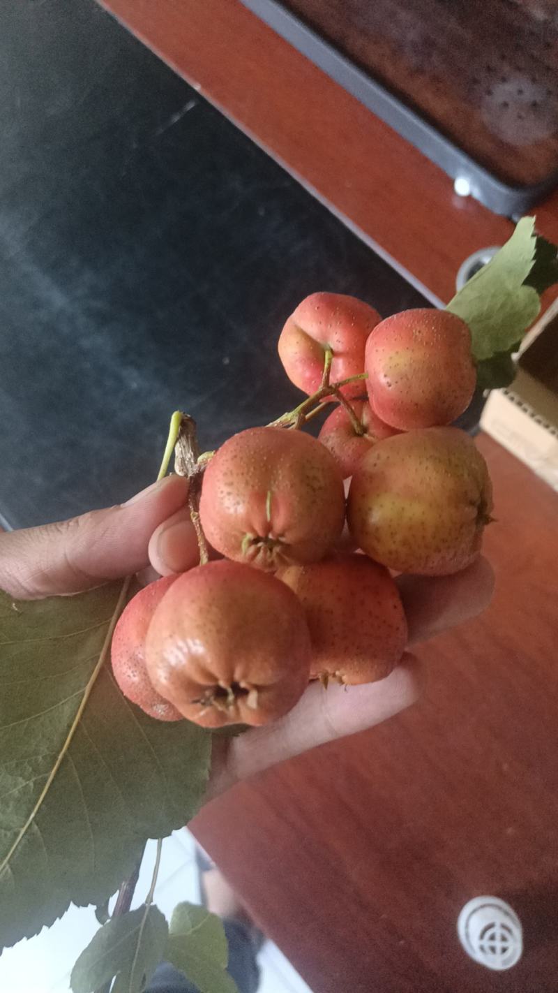 山楂大货各种规格