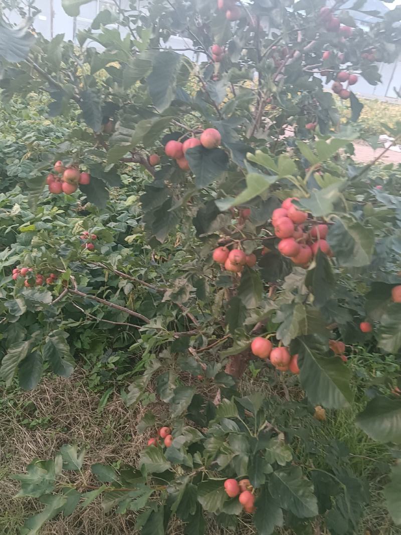 山楂大货各种规格