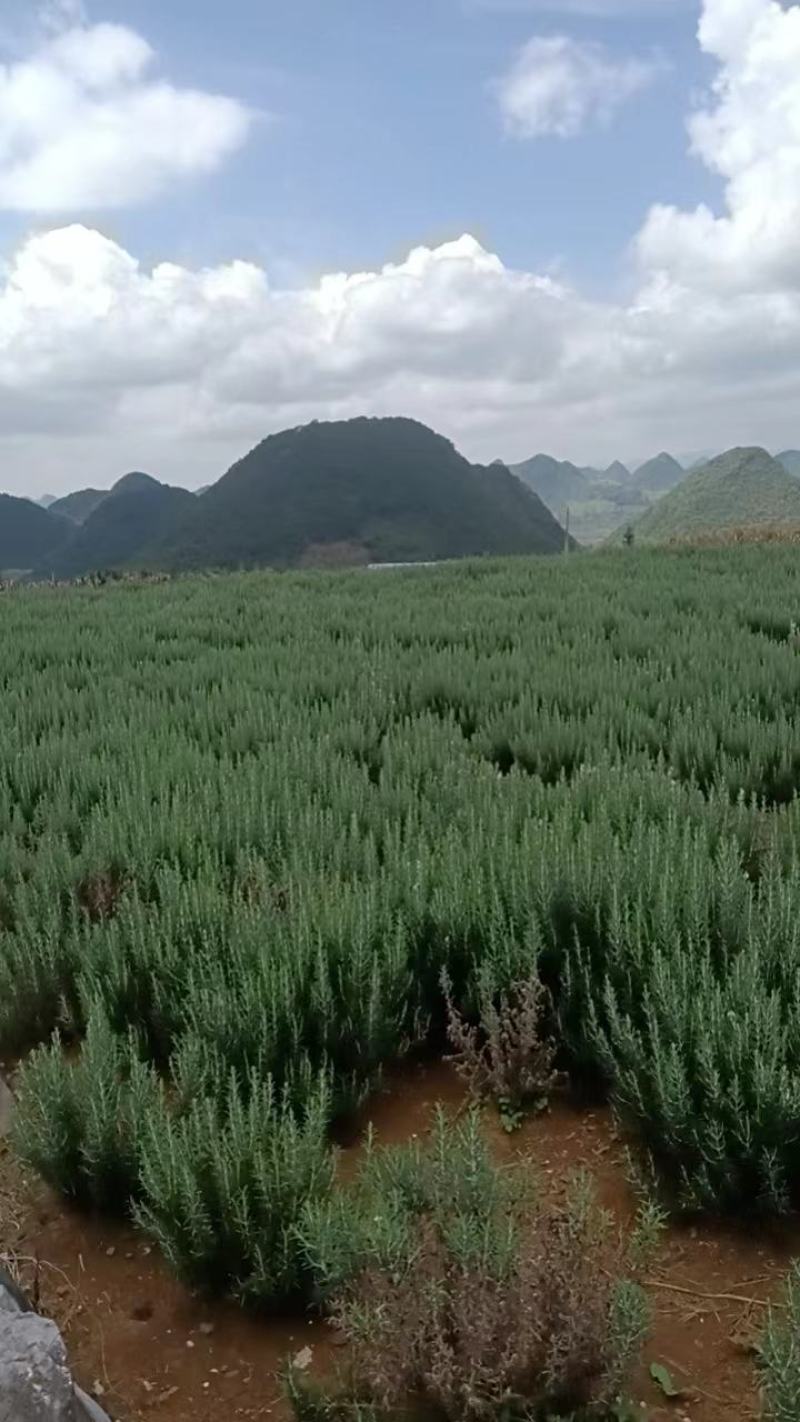 迷迭香