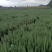 迷迭香