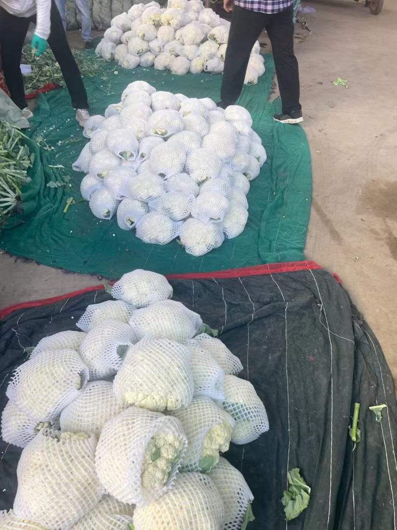 【精品菜花】河北邯郸菜花保质保量基地直供欢迎合作
