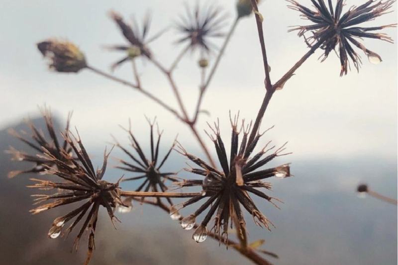 中药材鬼针草中药材鬼针草